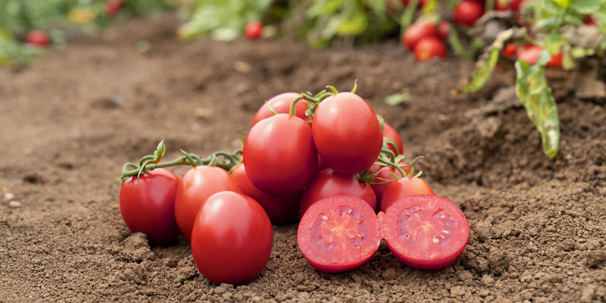 Il pomodoro Barrick conquista lo stivale